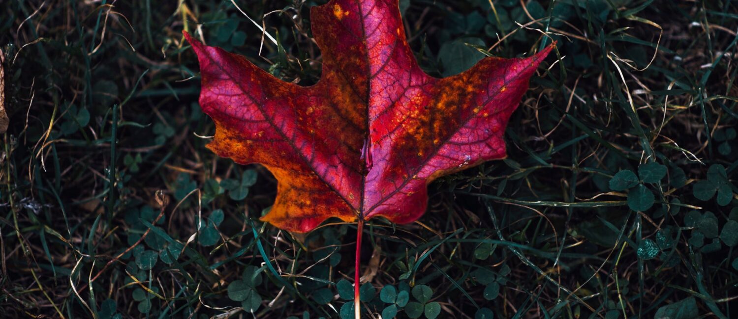 red maple leaf