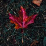 red maple leaf