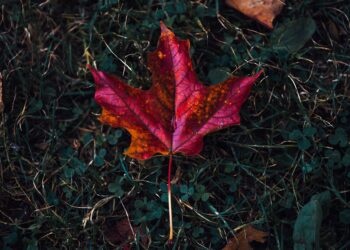 red maple leaf